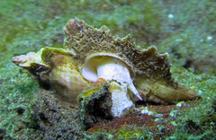 Pteropurpura macroptera image