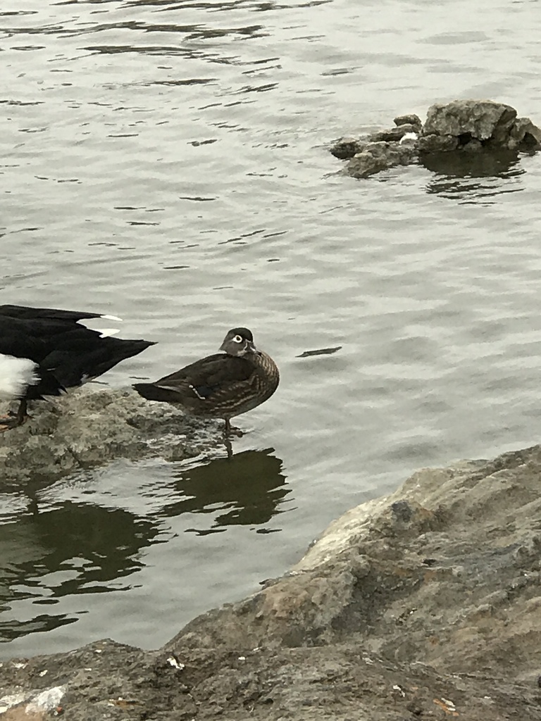 wood-duck-from-lake-cunningham-park-san-jose-ca-us-on-december-11