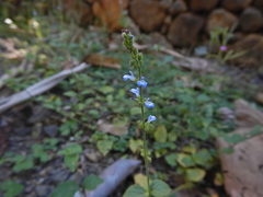 Salvia occidentalis