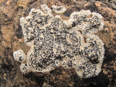 Diplotomma alboatrum