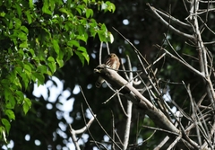 Glaucidium minutissimum