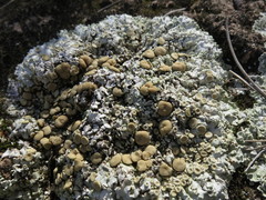 Squamarina lentigera