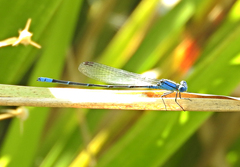 Pseudagrion cingillum