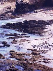 Spheniscus humboldti