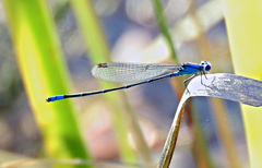 Pseudagrion cingillum