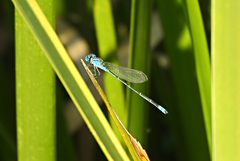 Pseudagrion cingillum