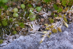 Mannia triandra