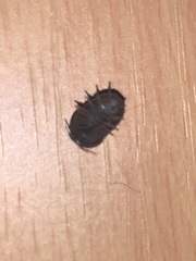 Armadillidium vulgare