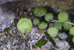 Mannia triandra
