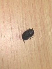 Armadillidium vulgare