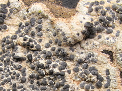 Diplotomma alboatrum