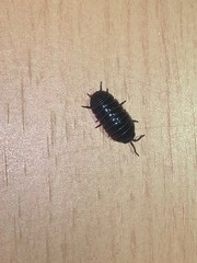 Armadillidium vulgare