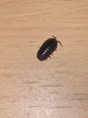 Armadillidium vulgare