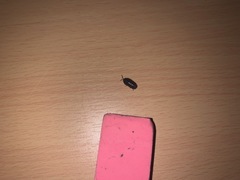 Armadillidium vulgare