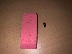 Armadillidium vulgare