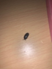 Armadillidium vulgare