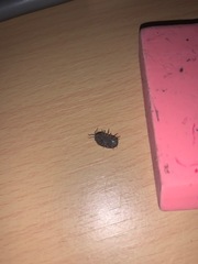 Armadillidium vulgare