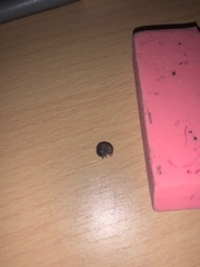 Armadillidium vulgare