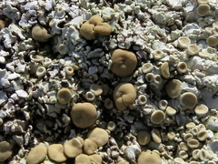 Squamarina lentigera