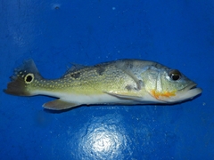 Cichla