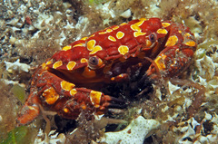 Zosimus maculatus