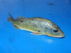 Cichla
