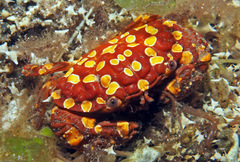 Zosimus maculatus