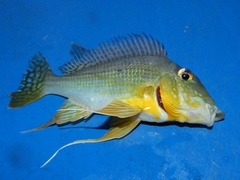 Geophagus
