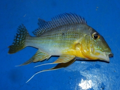 Geophagus