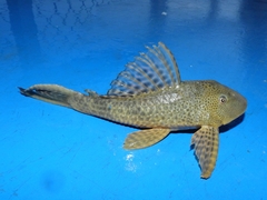 Hypostomus