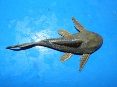 Hypostomus