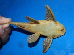 Hypostomus