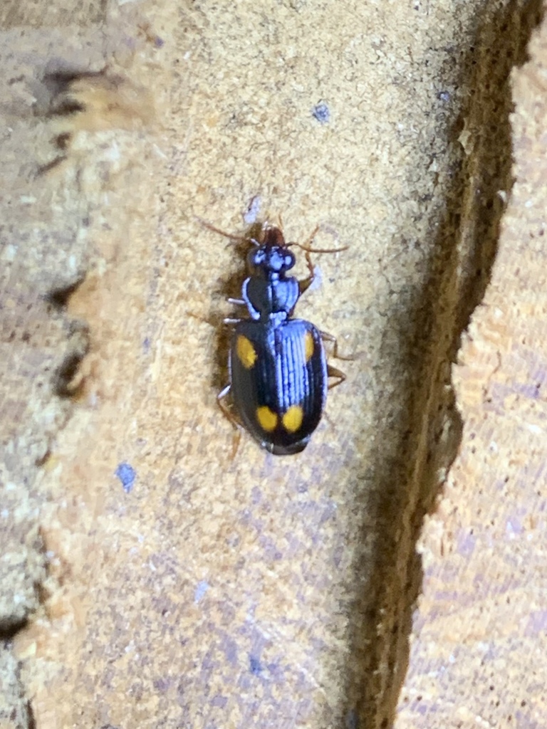 Mochtherus tetraspilotus