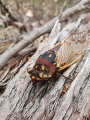 Macrotristria angularis