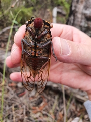 Macrotristria angularis
