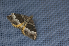Chrysolarentia lucidulata