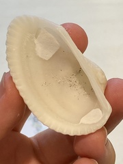 Anadara secticostata