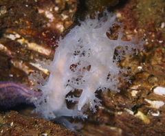 Dendronotus