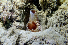 Zirfaea pilsbryi