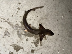 Mustelus