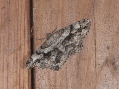 Peribatodes umbraria