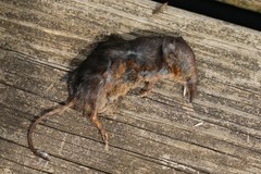 Sorex arcticus