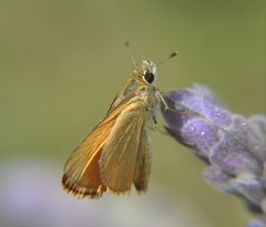 Copaeodes minima