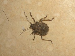 Halyomorpha halys
