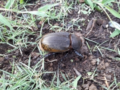 Dynastes ecuatorianus