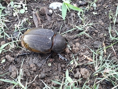 Dynastes ecuatorianus