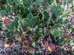 Arctostaphylos bakeri