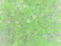 Bacidina delicata