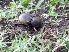 Dynastes ecuatorianus