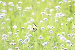 Papilio canadensis × glaucus